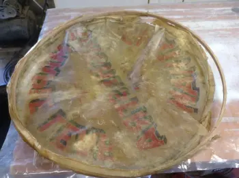 Salvaging a calf head for display