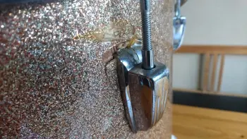 The punk rocker's 1965 Ludwig restored