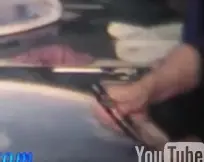 tucking a calf head