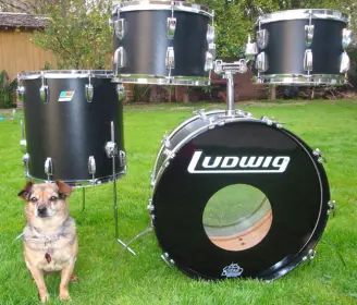 Ludwig Black Panther