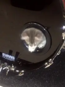 Pets and Vintage Drums