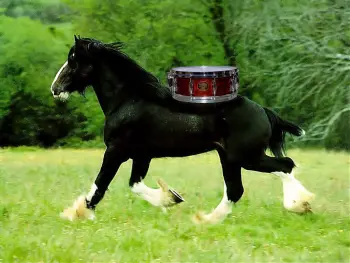 Show us your workhorse snare