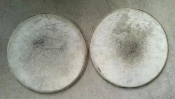 (2) 13&quot; Radio King calf heads