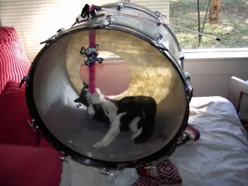 Drums and our Pets !!