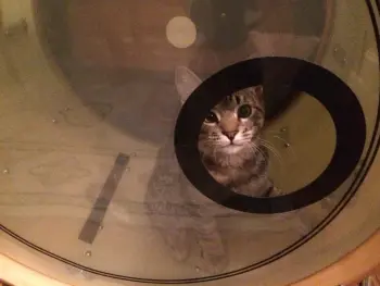 Drums and our Pets !!