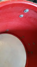 Slingerland 16 and 13 toms $200 + shipping
