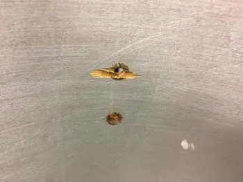 Shell repair